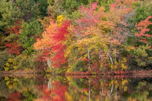 Autumn;Brown;Fall;Forest;Forested;Gold;Green;Healing;Health care;Healthcare;Lake;Landscape;Leaves;Magenta;Mirror;Modern;Nature;New Jersey;Oneness;Orange;Pastoral;Peaceful;Pond;Ramapo Lake;Ramapo Mountains;Red;Reflection;Reflections;Seasons;Tan;Timber;Timberland;Tree;Trees;United States;Water;Waterscape;Wood;Woodland;Woodlands;Woods;Yellow;calm;contemporary;contemporary art;modern art;pool;restful;serene;soothing;tranquil;zen