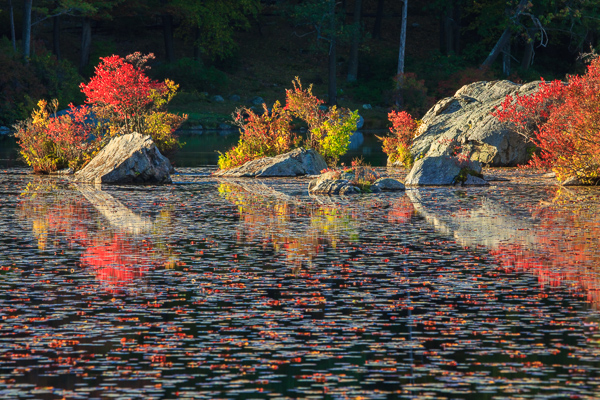 Abstract;Abstraction;Autumn;Botanical;Boulder;Boulders;Branches;Calm;Fall;Fallen;Fallen Leaves;Forest;Gold;Harriman State Park;Healing;Leaf;Mirror;Nature;New York;Pastoral;Ripple;Rock;Rock formations;Rocks;Rocky;Stone;Stones;Sunlight;Sunshine;Tan;Timber;Timberland;Tree;United States;Wabi Sabi;Water;Waterscape;Wood;Woodland;Woods;Yellow;foliage;green;lake;landscape;leaves;limbs;oneness;pattern;peaceful;plant;plants;pool;red;reflection;reflections;restful;serene;soothing;sunlit;tranquil;tree limbs;trees;trunk;zen