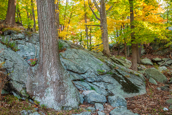 Autumn;Boulder;Boulders;Brown;Calm;Fall;Fallen;Fallen Leaves;Forest;Forested;Gold;Harriman State Park;Leaf;Nature;New York;Pastoral;Rock;Rocks;Rocky;Stone;Stones;Sunlight;Sunshine;Tan;Timber;Timberland;United States;Wood;Woodland;Woods;Yellow;foliage;landscape;leaves;oneness;orange;peaceful;restful;serene;soothing;sunlit;tranquil;trees;zen