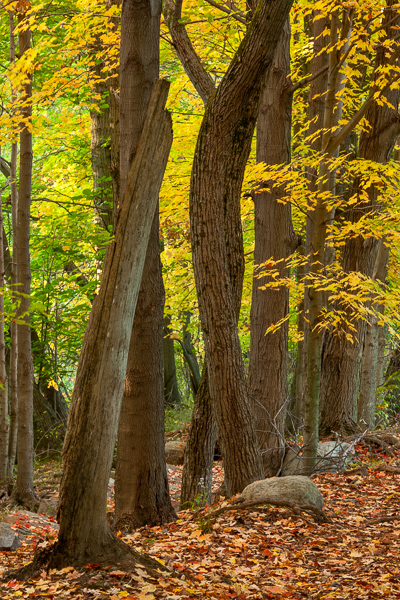 Autumn;Boulder;Boulders;Branches;Brown;Calm;Fall;Fallen;Fallen Leaves;Forest;Forested;Gold;Hiking Trail;Leaf;Nature;New Jersey;Pastoral;Path;Pathway;Ramapo Reservation;Ramapo River;Rock;Rocks;Seasons;Stone;Tan;Timber;Timberland;Tree;United States;Vertical;Wabi Sabi;Walkway;Wood;Woodland;Woods;Yellow;branch;foliage;landscape;leaves;limbs;orange;peaceful;plants;restful;serene;soothing;trail;tranquil;tree limbs;tree trunk;trees;trunk;zen