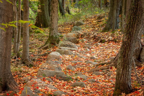 Autumn;Boulder;Boulders;Branches;Brown;Calm;Fall;Fallen;Fallen Leaves;Forest;Forested;Gold;Hiking Trail;Leaf;Nature;New Jersey;Pastoral;Path;Pathway;Ramapo Reservation;Ramapo River;Rock;Rocks;Seasons;Stone;Tan;Timber;Timberland;Tree;United States;Vertical;Wabi Sabi;Walkway;Wood;Woodland;Woods;Yellow;branch;foliage;landscape;leaves;limbs;orange;peaceful;plants;restful;serene;soothing;trail;tranquil;tree limbs;tree trunk;trees;trunk;zen
