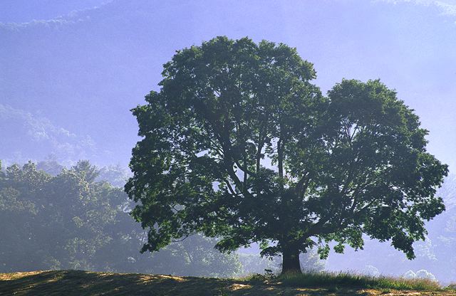 Tree Trunk;Trees;Bush;Shrub;Herbaceous;Woodland;Branch;Branches;Leafy;Bark;Trunk;Plant;Plants;Botanical;Leaf;Leaves;Vegetation;Foliage;Veins;Compound;Leaflet
