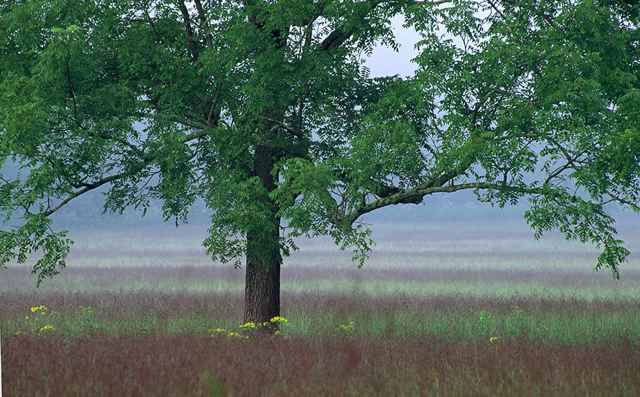 Tree Trunk;Trees;Bush;Shrub;Herbaceous;Woodland;Branch;Branches;Leafy;Bark;Trunk;Plant;Plants;Botanical;Leaf;Leaves;Vegetation;Foliage;Veins;Compound;Leaflet