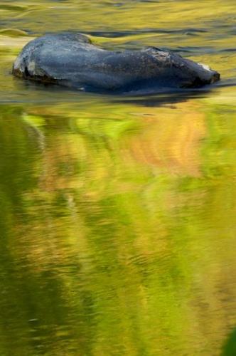 Rivers;Trees;Woodland;Riverbed;Tree Trunk;River;Patterns;Textures;Brook;Shrub;Leafy;Branches;Shapes;flowing;Bush;Branch;Rivulet;waterway;bark;Water;Reflections;Abstractions;Cumberland Plateau;Trunk;Herbaceous;Reflection;Streamlet;creek;Abstract;brook;Plant;stream;Creek;Stream