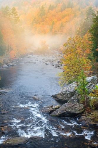 Autumn;Branches;Brook;Bush;Calm;Creek;Cumberland Plateau;Fall;Forest;Habitat;Healing;Health care;Healthcare;Herbaceous;Leafy;Logging;Northern Cumberland Plateau;Obed River;Plant;River;Riverbed;Rivers;Seasons;Shrub;Stream;TNC;Timber;Timberland;Tree;Water;Wood;Woodland;Woods;bark;branch;flowing;peaceful;plants;restful;serene;soothing;tranquil;tree trunk;trees;trunk;waterway