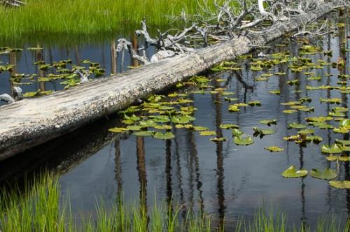 Blue;Branch;Branches;Brown;Fallen Log;Grass;Gray;Green;Lake;Lily Pads;Mirror;Oneness;Pastoral;Peaceful;Pond;Reflection;Reflections;Ripple;Tree;Tree Trunk;Trees;Trunk;United States;Wabi Sabi;Water;West yellowstone;Wyoming;Yellowstone;Yellowstone National Park;limbs;log;pool;zen
