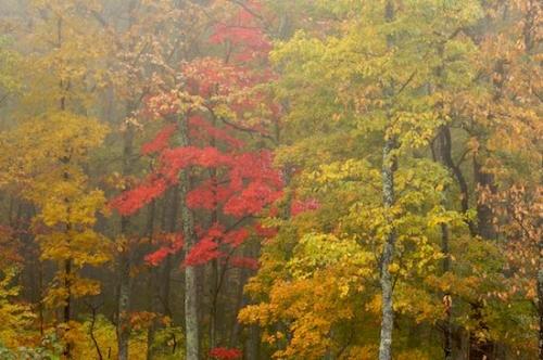 Bush;United States;Tree Trunk;Woodland;Trees;Fog;Leafy;Herbaceous;Bark;Branches;Foggy;Obscured;Leaf;Tennessee;Trunk;Timberland;Seasons;Foliage;Caryville;Wood;Oneness;Shrub;Meditative;Autumn;Mystery;misty;Leaves;Cumberland Plateau;Northern Cumberlands;Plant;Vein;Branch;Haze;Sundquist WMA;TNC;Northern Cumberland Plateau;Woods;Mist;Timber;Fall;Forest