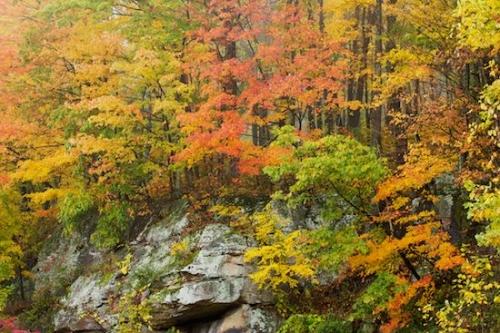 Trunk;Woodland;Tennessee;Trees;Vein;Woods;Rock Face;Leaf;Precipice;Bush;Caryville;Forest;Haze;Fog;Obscured;Seasons;Leafy;Crag;Sundquist WMA;Cliff;Bluff;Leaves;Mist;United States;Escarpment;Northern Cumberlands;misty;Shrub;Herbaceous;Tree Trunk;Foggy;Fall;Plant;TNC;Timberland;Branches;Bark;Timber;Northern Cumberland Plateau;Ledge;Branch;Wood;Cumberland Plateau;Foliage;Autumn