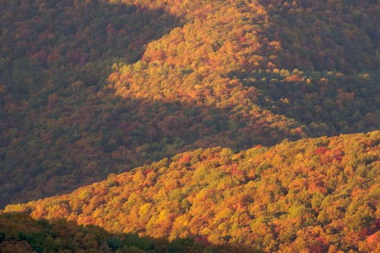 Abstract;Abstractions;Autumn;Bark;Beams;Branch;Branches;Bush;Caryville;Cumberland Plateau;Daylight;Fall;Forest;Herbaceous;Leafy;Light;Mountain;Mountain Top;Mountainous;Mountains;Northern Cumberland Plateau;Patterns;Peak;Pinnacle;Plant;Precipice;Range;Rays;Seasons;Shapes;Shrub;Streaming;Summit;Sun rays;Sundquist WMA;Sunlight;Sunshine;Tennessee;Textures;Timber;Timberland;TNC;Tree Trunk;Trees;Trunk;United States;Wood;Woodland;Woods