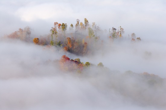 Autumn;Bark;Branch;Branches;Break of Day;Bush;Caryville;Cumberland Plateau;Dawn;Daybreak;Fall;First Light;Fog;Foggy;Foliage;Haze;Herbaceous;Leaf;Leafy;Leaves;Mist;Misty;Morning;Mountain;Mountain Top;Mountainous;Mountains;Northern Cumberland Plateau;Obscured;Peak;Pinnacle;Plant;Precipice;Range;Seasons;Shrub;Summit;Sun-up;Sundquist WMA;Sunrise;Tennessee;TNC;Tree Trunk;Trees;Trunk;United States;Vein;Woodland
