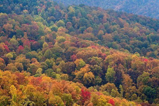  Autumn;Bark;Beams;Branch;Branches;Bush;Caryville;Cumberland Plateau;Daylight;Fall;Forest;Herbaceous;Leafy;Light;Mountain;Mountain Top;Mountainous;Mountains;Northern Cumberland Plateau;Northern Cumberlands;Orange;Peak;Pinnacle;Plant;Precipice;Range;Rays;Red;Seasons;Shrub;Streaming;Summit;Sun rays;Sundquist WMA;Sunlight;Sunshine;Tennessee;Timber;Timberland;TNC;Tree Trunk;Trees;Trunk;United States;Wood;Woodland;Woods;Yellow