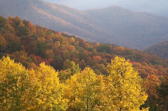 Autumn;Bark;Beams;Branch;Branches;Bush;Caryville;Cumberland Plateau;Daylight;Fall;Forest;Herbaceous;Leafy;Light;Mountain;Mountain Top;Mountainous;Mountains;Northern Cumberland Plateau;Peak;Pinnacle;Plant;Precipice;Range;Rays;Seasons;Shrub;Streaming;Summit;Sun rays;Sundquist WMA;Sunlight;Sunshine;Tennessee;Timber;Timberland;TNC;Tree Trunk;Trees;Trunk;United States;Wood;Woodland;Woods