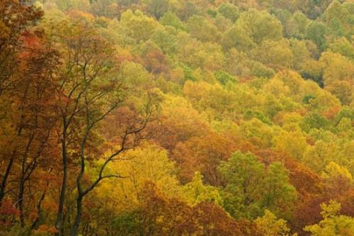 TNC;Northern Cumberland Plateau;Wood;Woods;Tree Trunk;Herbaceous;Timber;Woodland;Trunk;Branches;Bark;Shrub;Seasons;Bush;Cumberland Plateau;Timberland;Fall;Plant;Northern Cumberlands;Trees;Branch;Autumn;Forest;Leafy