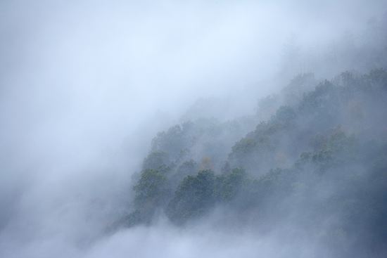 Oneness;Fog;Mist;Damp;Misty;Foggy;Obscured;Fall Scenes;Forest;Leaf;Leaves;Nature;Trees;Autumn