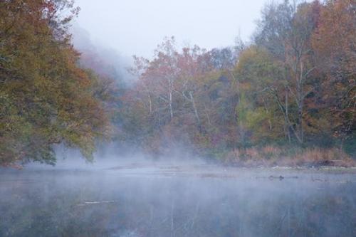 bark;Tree Trunk;misty;flowing;TNC;Fog;Branches;Reflection;Seasons;Haze;Northern Cumberland Plateau;Branch;creek;Riverbed;Herbaceous;Water;Timber;Obscured;Woodland;River;Foggy;brook;Autumn;Cumberland Plateau;Trunk;Timberland;Plant;waterway;stream;Wood;Woods;Fall;Forest;Shrub;Rivers;Mist;Leafy;Bush;Reflections;Trees