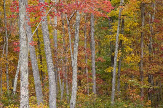  Autumn;Bark;Branch;Branches;Bush;Cumberland Plateau;Fall;Foliage;Forest;Gray;Green;Herbaceous;Jamestown;Leaf;Leafy;Leaves;Northern Cumberland Plateau;Orange;Plant;Red;Seasons;Shrub;Skinner Mountain;Tennessee;Timber;Timberland;TNC;Tree Trunk;Trees;Trunk;Vein;Wood;Woodland;Woods;Yellow