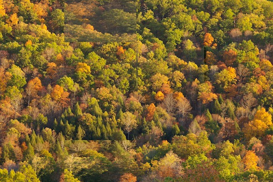 Ataya Tract;Autumn;Cumberland Mountain;Fall;Forest;Mountain;Mountain Top;Mountainous;Mountains;Peak;Pinnacle;Precipice;Range;Summit;Tennessee;Timber;Timberland;Wood;Woodland;Woodlands;Woods;Abstract
