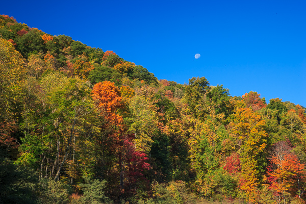 Ataya Tract;Autumn;Blue;Branches;Calm;Cumberland Mountain;Fall;Forest;Gold;Habitat;Healing;Health care;Healthcare;Hill;Logging;Moon;Mountain;Mountain Side;Mountain Top;Mountainous;Mountains;Nature;Pastoral;Peak;Pinnacle;Precipice;Range;Seasons;Summit;Tennessee;Timber;Timberland;Tree;United States;Wood;Woodland;Woodlands;Woods;Yellow;green;hillside;landscape;leaves;limbs;oneness;orange;peaceful;red;restful;serene;sky;soothing;tranquil;tree limbs;trees;trunk