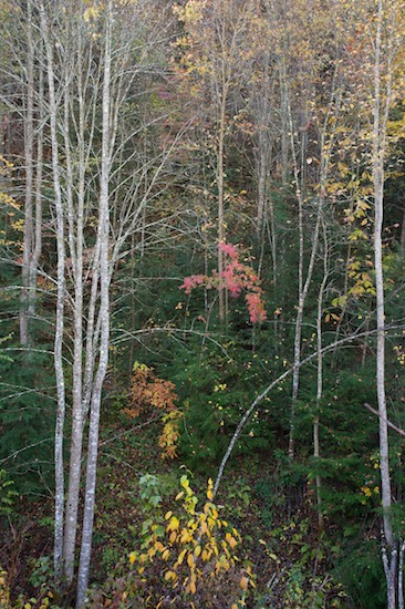 Ataya Tract;Autumn;Bark;Branch;Branches;Cumberland Mountain;Fall;Forest;Herbaceous;Mountain;Mountain Top;Mountainous;Mountains;Peak;Pinnacle;Plant;Precipice;Range;Summit;Tennessee;Timber;Timberland;Tree;Tree Trunk;Trees;Trunk;Wood;Woodland;Woodlands;Woods
