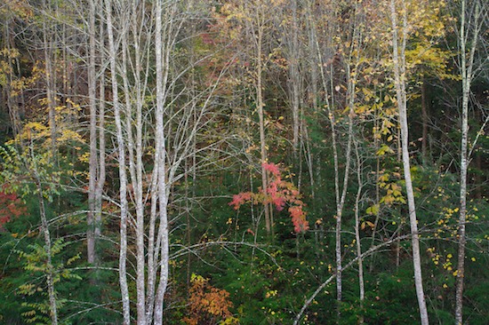 Ataya Tract;Autumn;Bark;Branch;Branches;Cumberland Mountain;Fall;Forest;Herbaceous;Mountain;Mountain Top;Mountainous;Mountains;Peak;Pinnacle;Plant;Precipice;Range;Summit;Tennessee;Timber;Timberland;Tree;Tree Trunk;Trees;Trunk;Wood;Woodland;Woodlands;Woods