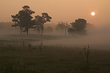 Tennessee;Trees;Sunrise;Fog;Beginning;Oneness;Forest;Leaf;Leaves;Nature