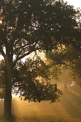 Tennessee;Trees;Sunrise;Fog;Beginning;Oneness;Forest;Leaf;Leaves;Nature;Abstract;Abstractions;Patterns;Shapes;Textures;Sunlight;Sun;Beams;Sunbeam;Rays;Light;Luminance;Illuminate;Tree Trunk;Bush;Shrub;Herbaceous;Woodland;Branch;Branches;Leafy;Bark;Trunk;Plant