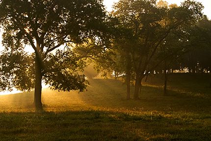 Tennessee;Trees;Sunrise;Fog;Beginning;Oneness;Forest;Leaf;Leaves;Nature;Abstract;Abstractions;Patterns;Shapes;Textures;Sunlight;Sun;Beams;Sunbeam;Rays;Light;Luminance;Illuminate;Tree Trunk;Bush;Shrub;Herbaceous;Woodland;Branch;Branches;Leafy;Bark;Trunk;Plant