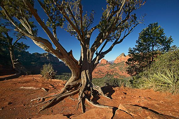 Tree Trunk;Trees;Bush;Shrub;Herbaceous;Woodland;Branch;Branches;Leafy;Bark;Trunk;Plant;Ledge;Mountain;Cliff;Precipice;Peak;Mountain Top;Rock Formations;Rocks;Boulder;Nature;Vertical;High;Power;Powerful;Scenic View;Scenics;Summit;Rock;Boulders;Stones;Pebble;Pebbles;Stone