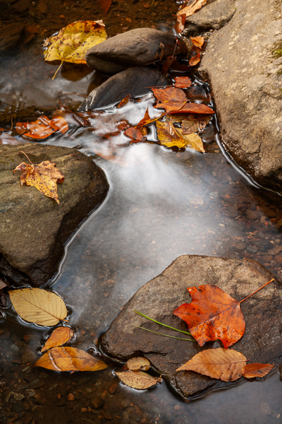 Autumn;Botanical;Brown;Calm;Concepts;Fall;Fallen;Fallen Leaves;Gold;Healing;Health care;Healthcare;Leaf;Leaves;Mirror;Nature;Oneness;Pastoral;Plant;Rock;Rocks;Stone;Stones;Sunlight;Sunshine;Veins;Wabi Sabi;Water;Yellow;foliage;landscape;peaceful;plants;reflection;reflections;restful;serene;soothing;sunlit;tranquil;zen