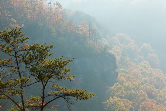 Autumn;Bark;Big South Fork National Recreation Area;Bluff;Boulder;Branch;Branches;Break of Day;Brown;Cliff;Conifer;Crag;Dawn;Daybreak;Escarpment;Evergreen;Fall;First Light;Fog;Foggy;Foliage;Geological;Geology;Gold;Green;Haze;Herbaceous;Kentucky;Leaf;Leafy;Leaves;Ledge;Mist;Misty;Morning;Mountain;Mountain Top;Mountainous;Mountains;Needles;Obscured;Orange;Peak;Pine;Pinecones;Pines;Pinnacle;Plant;Precipice;Range;Rock;Rock Face;Rock Formations;Rocks;Stone;Stones;Striation;Summit;Sun-up;Tree;Tree Trunk;Trees;Trunk;Vein;Yellow