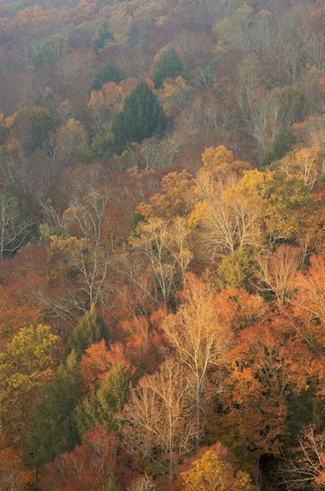Autumn;Bark;Big South Fork National Recreation Area;Branch;Branches;Brown;Cumberland Plateau;Fall;Foliage;Forest;Herbaceous;Kentucky;Leaf;Leafy;Leaves;Orange;Plant;Timber;Timberland;Tree;Tree Trunk;Trees;Trunk;Vein;Wood;Woodland;Woodlands;Woods;Yellow