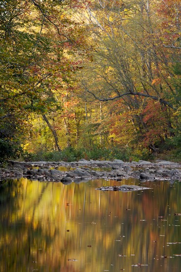 Autumn;Bark;Branch;Branches;Brook;Chattahoochee National Forest;Conasauga River;Creek;Fall;Georgia;Herbaceous;Jacks River;Plant;Reflection;Reflections;River;River Bed;Riverbed;Rivers;Stream;Tree;Tree Trunk;Trees;Trunk;Water;water;waterway