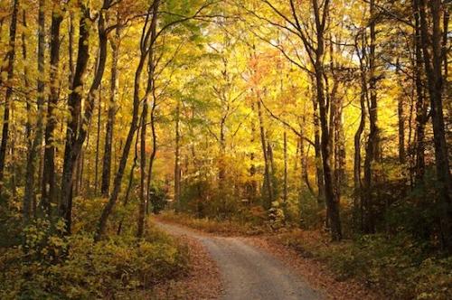 Green;Vein;Brown;Branches;Trees;Bark;Pink;Yellow;Trunk;Winding Path;Red;Plant;Fall;Leaves;Timberland;Tree Trunk;Wood;Leaf;Foliage;Woods;Autumn;Herbaceous;Chattahoochee National Forest;Timber;Tree;Leafy;Orange;Woodlands;Georgia;Road;Dirt Road;Branch;Forest;Woodland