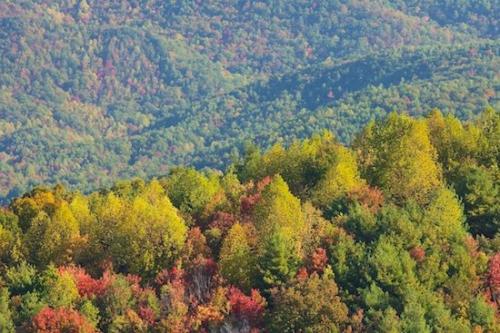 Chattahoochee National Forest;Bark;Green;Blue Sky;Timber;Fall;Rolling Hills;Autumn;Trunk;Woodland;Plant;Tree;Haze;Branch;Sky;Woods;Georgia;Brown;Tree Trunk;Trees;Timberland;Woodlands;Branches;Wood;Herbaceous;Hills;Forest
