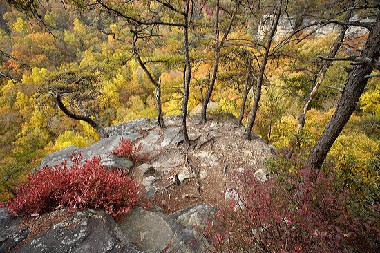 Striation;Stone;Rock;Boulder;Geology;Geological;Rock formations;Rocks;Plant;Trunk;Bark;Leafy;Branches;Branch;Woodland;Herbaceous;Shrub;Bush;Trees;Tree Trunk;Leaf;Leaves;Foliage;Vein