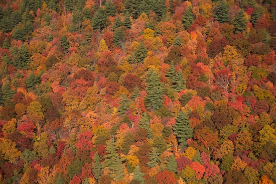 Aerial;Autumn;Bark;Branch;Branches;Brown;Chattahoochee National Forest;Fall;Fall Color;Fall Scene;Georgia;Green;Herbaceous;Hills;Hilltop;Holly Creek;Orange;Plant;Red;Sky;Tree;Tree Trunk;Trees;Trunk;Abstract