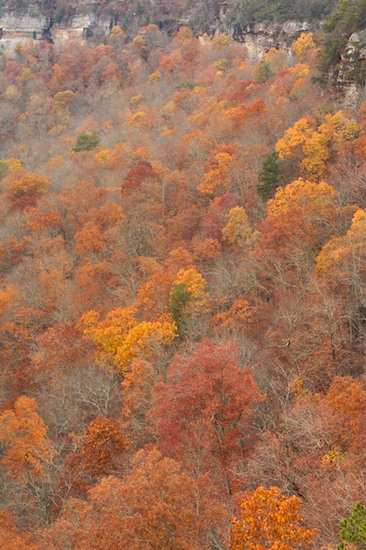 Alabama;Autumn;Bluff;Cliff;Crag;Escarpment;Fall;Forest;Ledge;Little River Canyon National Preserve;Precipice;Rock Face;Seasons;Timber;Timberland;Wood;Woodland;Woods