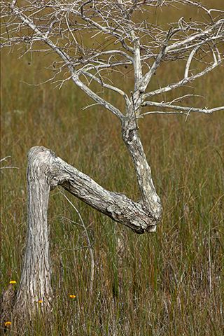 Everglades;National Parks;Florida;Nature;Tree Trunk;Trees;Bush;Shrub;Herbaceous;Woodland;Branch;Branches;Leafy;Bark;Trunk;Plant;Swamp;Swamps;Bog;Marsh;Abstract;Abstractions;Patterns;Shapes;Textures