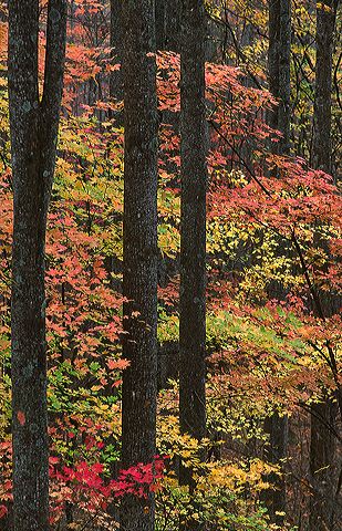Tree Trunk;Trees;Bush;Shrub;Herbaceous;Woodland;Branch;Branches;Leafy;Bark;Trunk;Plant;Plants;Botanical;Leaf;Leaves;Vegetation;Foliage;Veins;Compound;Leaflet;Fall Scenes;Forest;Nature;Autumn