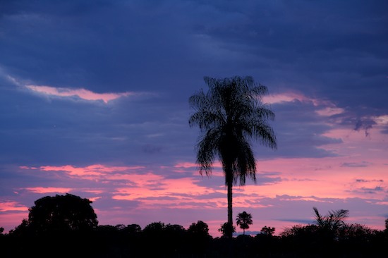 Blue;Brazil;Break of Day;Contour;Countries;Dawn;Daybreak;First Light;Form;Magenta;Morning;Outline;Palm;Pantanal;Pink;Profile;Shadow;Shape;Silhouette;Sun-up;Tree
