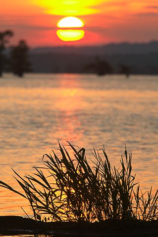 Reflections;Sunrise;Lake;Water;Tennessee;Trees;Dawn;Morning;Silhouette;Nature