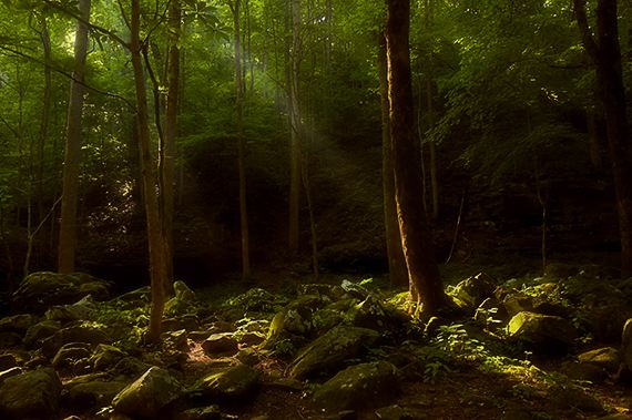 Oneness;Tennessee;Dawn;Trees;Forest;Leaves;Leaf;Plants;Woods;Bark;Outdoors;Nature;Natural;Woodland;Sunlight;Sun;Beams;Sunbeam;Rays;Light;Luminance;Illuminate;Tree Trunk;Bush;Shrub;Herbaceous;Branch;Branches;Leafy;Trunk;Plant