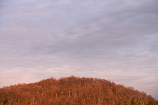Bark;Blue;Branch;Branches;Brown;Cloud;Cloud Formation;Clouds;Forest;Herbaceous;Horizon;Orange;Plant;Sky;Tree;Tree Trunk;Trees;Trunk;Weather