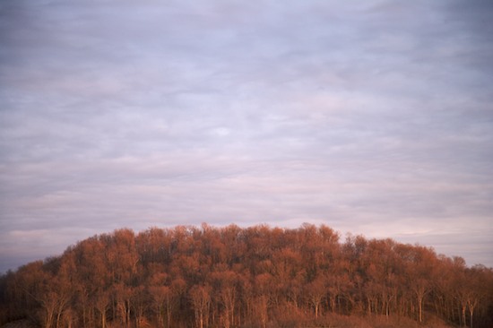 Bark;Blue;Branch;Branches;Brown;Cloud;Cloud Formation;Clouds;Forest;Herbaceous;Horizon;Orange;Plant;Sky;Tree;Tree Trunk;Trees;Trunk;Weather