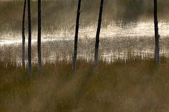 Sunrise;Trees;Yellowstone National Park;Mist;River;Fog;Flowing;Grass