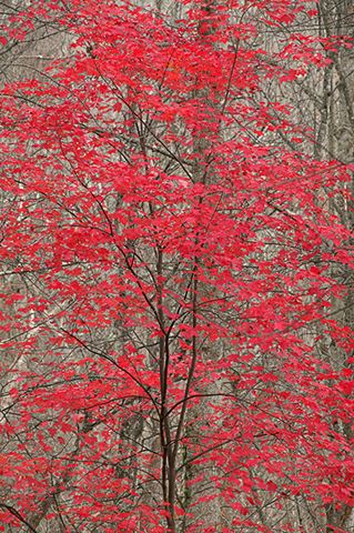 Forest;Fall Scenes;Leaves;Trees;Red;Nature;Leaf