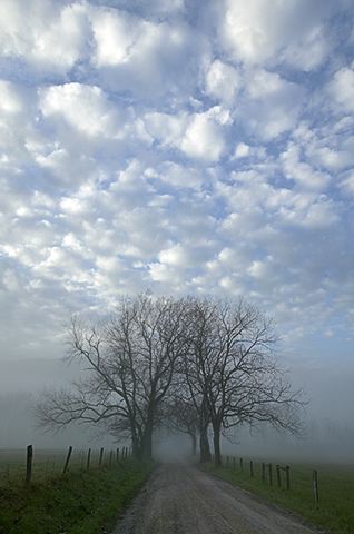 Fog;fresh;Clouds;National Park;Trail;Trees;Road;Grass;Sky;Clean;Scenic;Scenic View;Scenics;Silhouette;Nature