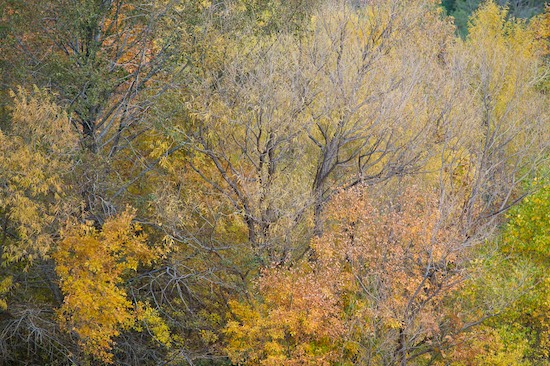 Abstract;Abstractions;Botanical;Colorful;Fall Scenes;Foliage;Forest;Leaf;Leaves;Nature;Plants;Trees;Vegetation