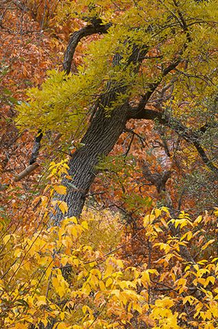 Colorful;Plants;Botanical;Leaf;Leaves;Vegetation;Foliage;Fall Scenes;Forest;Nature;Trees;Abstract;Abstractions