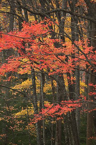 Colorful;Plants;Botanical;Leaf;Leaves;Vegetation;Foliage;Fall Scenes;Forest;Nature;Trees;Abstract;Abstractions